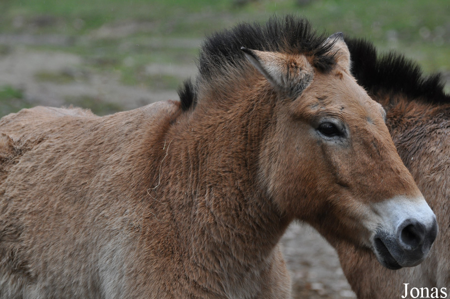 Wildpark Pforzheim