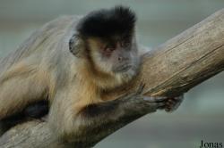 La Vallée des Singes