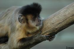 La Vallée des Singes