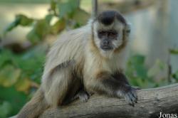 La Vallée des Singes