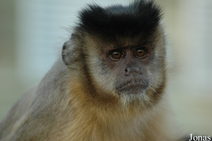 La Vallée des Singes