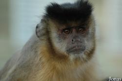 La Vallée des Singes
