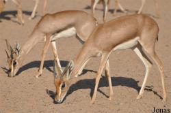 Gazella gazella cora
