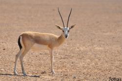 Gazella subgutturosa