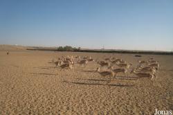 Sharjah Desert Park