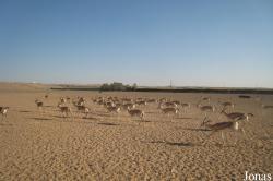 Sharjah Desert Park
