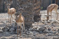 Gazella dorcas