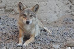Canis lupus pallipes
