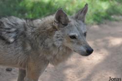 Canis lupus arabs