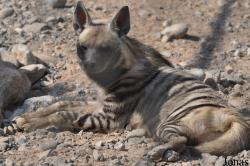 Hyaena hyaena sultana