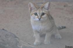 Sharjah Desert Park