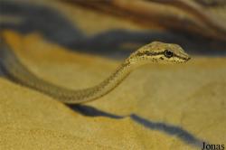 Psammophis schokari