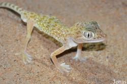 Stenodactylus doriae