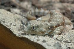 Pristurus carteri