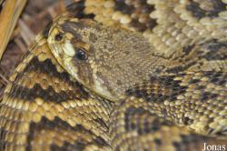 Crotalus adamanteus