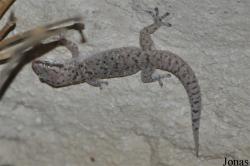 Hemidactylus turcicus