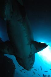 Dubai Aquarium & Discovery Centre
