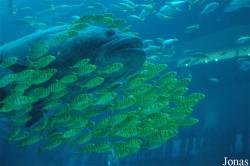 Dubai Aquarium & Discovery Centre