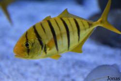 Gnathanodon speciosus