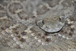 Crotalus atrox