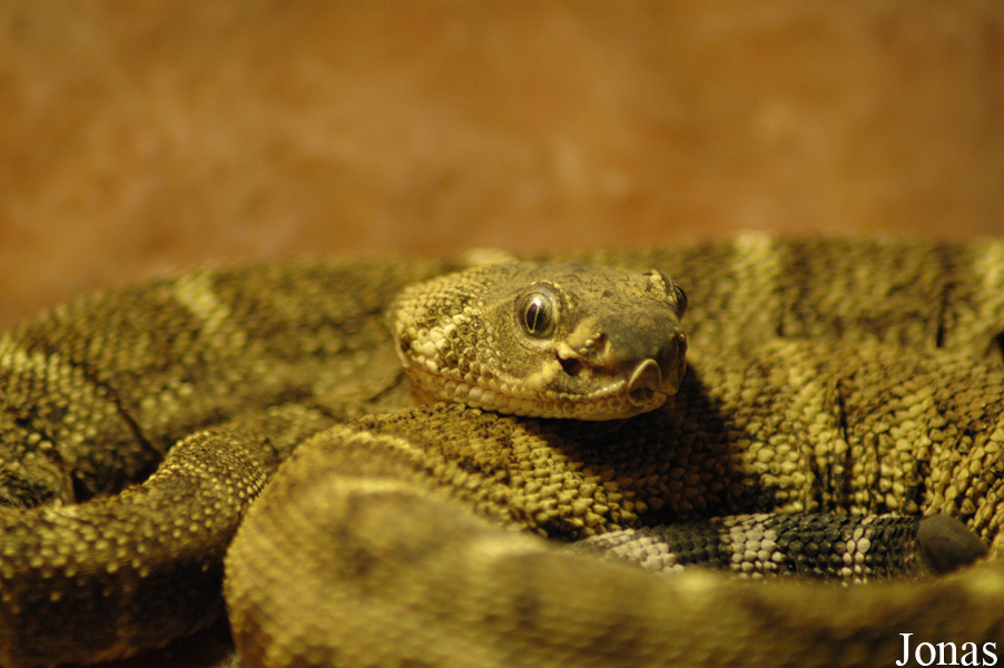 Vigo Zoo