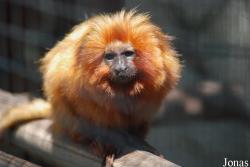 Zoo de la Palmyre
