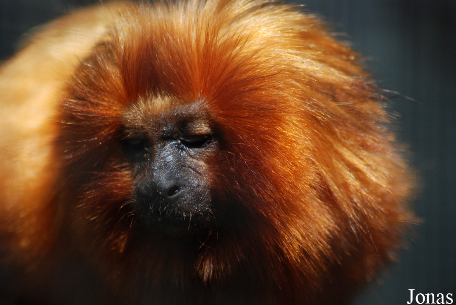 Zoo de la Palmyre