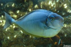 Musée Aquarium d'Arcachon