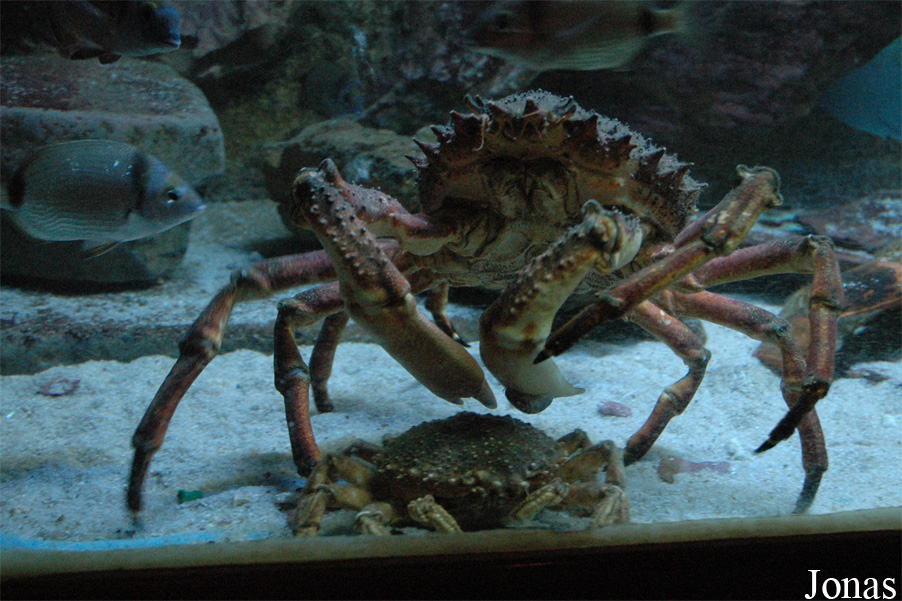 Musée Aquarium d'Arcachon