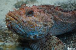 Musée Aquarium d'Arcachon