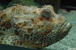 Scorpaena scrofa