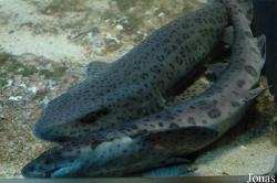 Musée Aquarium d'Arcachon