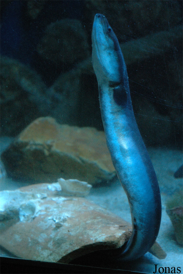 Musée Aquarium d'Arcachon