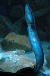 Musée Aquarium d'Arcachon