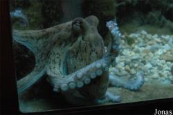Musée Aquarium d'Arcachon