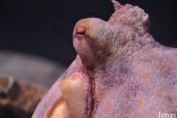 Octopus vulgaris