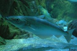 Gadiformes