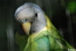 Psittacula cyanocephala