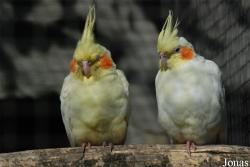 La Ferme aux Oiseaux