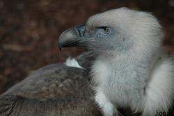 Gyps fulvus