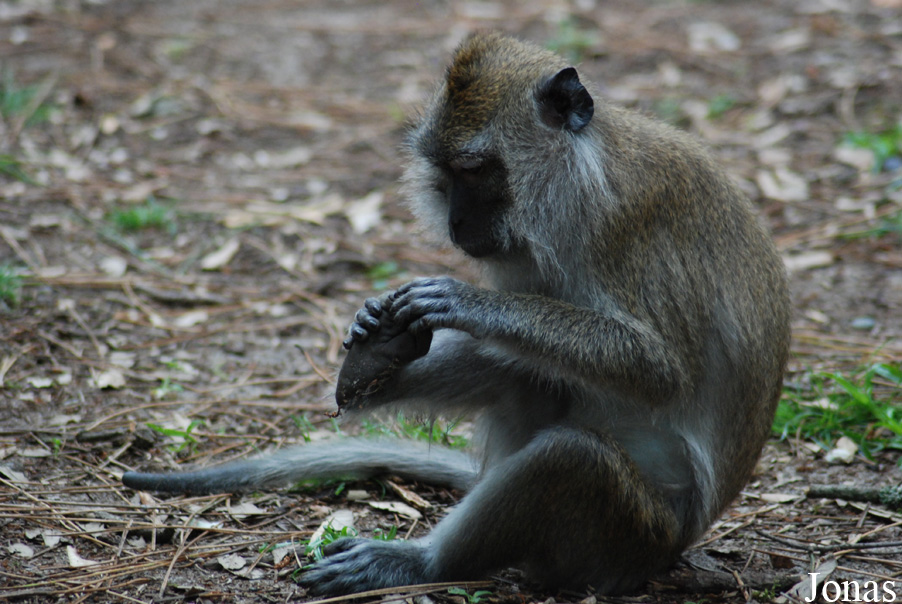 Pinède des Singes