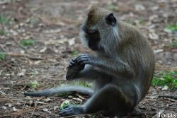Pinède des Singes