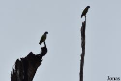 Pionus menstruus