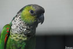 Pyrrhura rupicola