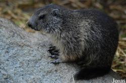 Parc Animalier des Pyrénées