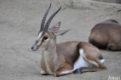Gazella cuvieri