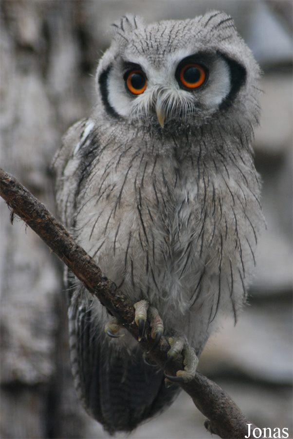 Zoo d'Asson