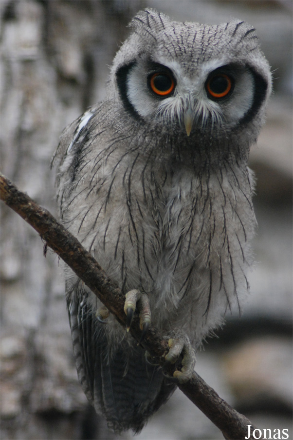 Zoo d'Asson