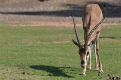 H. E. Sheikh Butti Maktoum's Wildlife Center