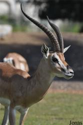 H. E. Sheikh Butti Maktoum's Wildlife Center